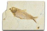 Detailed Fossil Fish (Knightia) - Wyoming #348116-1